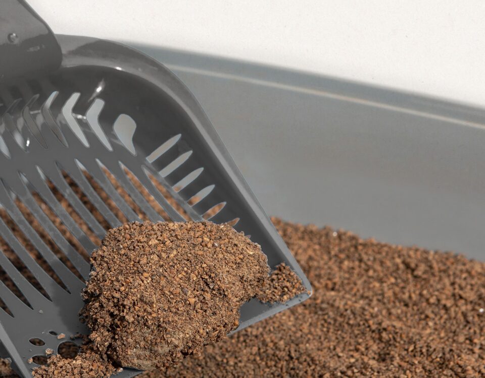 Natural Walnut Shell Cat Litter: An Eco-Friendly Choice
